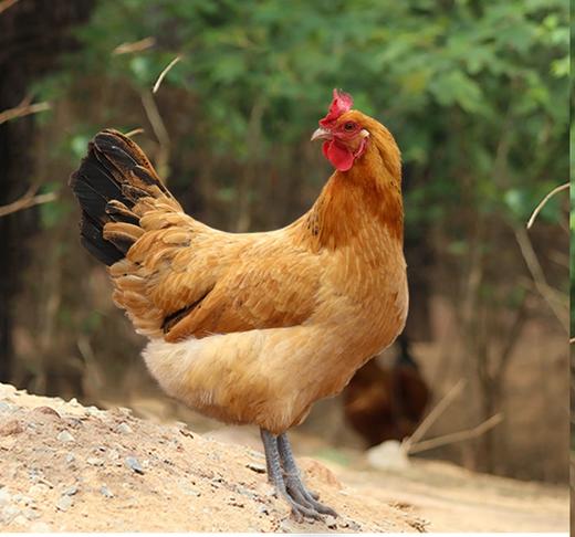 金伶俐土母鸡同城配送