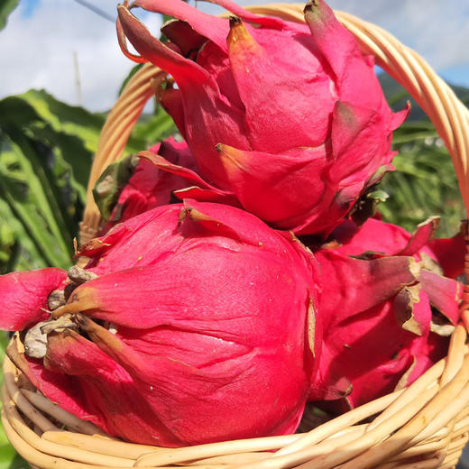 【红颜惹人爱】红心火龙果 娇艳欲滴 嫩滑多汁 淡淡香味 馋得口水直流 商品图2