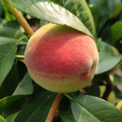 生态水蜜桃 | 合作生产 *Eco-juicy peach  | Coproduction 商品图3