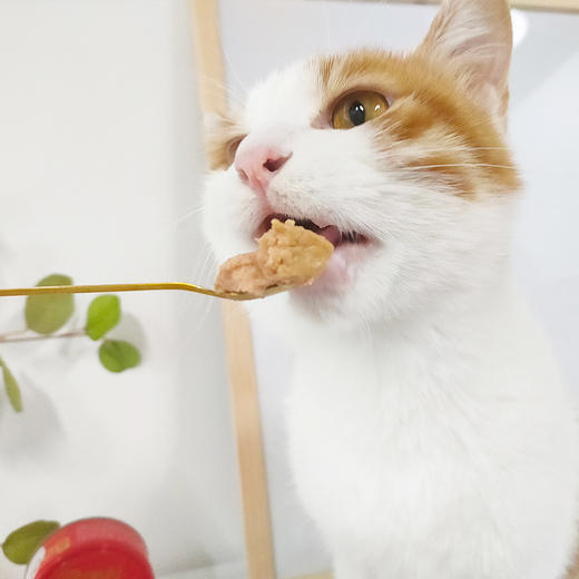 尾巴生活raw8:1:1 生骨肉主食罐 成幼猫罐 4罐组合装主食罐 170g 商品图10