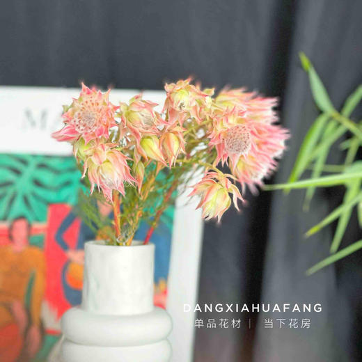 【新娘花·高端花材】5支/份 花期超长耐养护 花瓣似禅翼 仙气十足 可做干花 商品图5