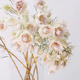 【新娘花·高端花材】5支/份 花期超长耐养护 花瓣似禅翼 仙气十足 可做干花