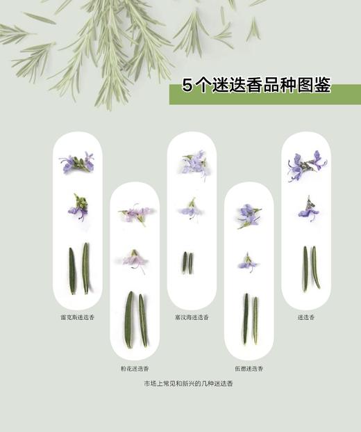 爱上迷迭香 商品图1