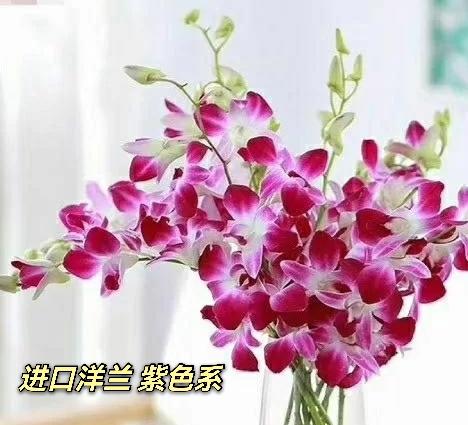 花友专享 | 12枝紫色进口洋兰 商品图4