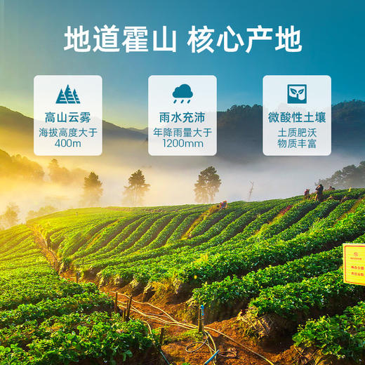 【满300-100】艺福堂 特级黄茶 安徽霍山原产黄大茶 100g/罐 商品图6