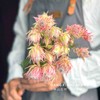 【新娘花·高端花材】5支/份 花期超长耐养护 花瓣似禅翼 仙气十足 可做干花 商品缩略图3