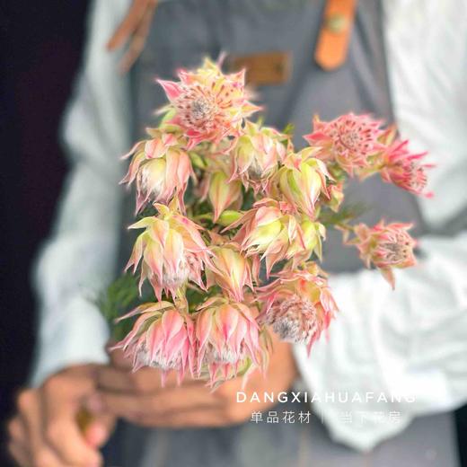 【新娘花·高端花材】5支/份 花期超长耐养护 花瓣似禅翼 仙气十足 可做干花 商品图3