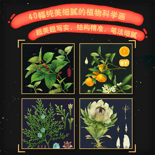 中国植物，很高兴认识你！（全4册） 商品图3