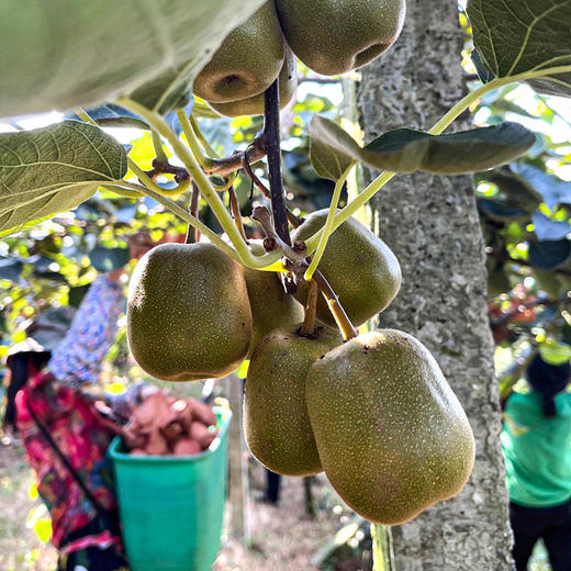 【斌哥优选】蒲江红心猕猴桃。出了名的好吃，不硬心，皮薄肉厚，软嫩多汁，放软再吃，不甜找我！！ 商品图1