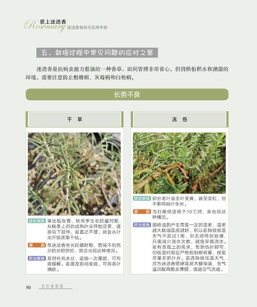 爱上迷迭香 商品图2