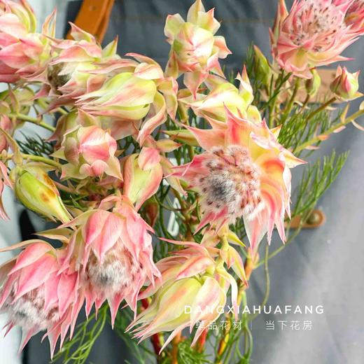 【新娘花·高端花材】5支/份 花期超长耐养护 花瓣似禅翼 仙气十足 可做干花 商品图2