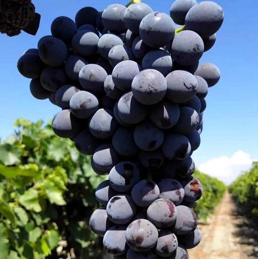 蓝莓葡萄1串400500克左右