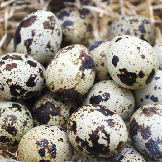 农家新鲜生鹌鹑蛋产地直发  顺丰发货 商品图3