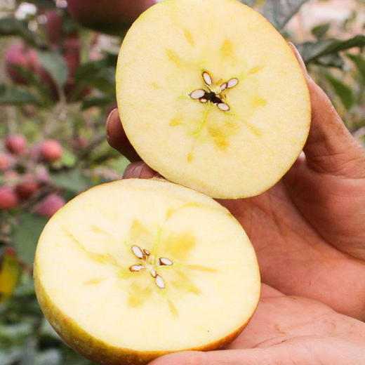 【顺丰发货】云南昭通丑苹果深山种植人工挑选鲜嫩多汁甜到心坎的脆红苹果5斤装 商品图4