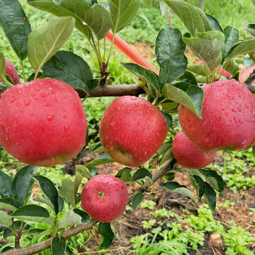 【顺丰发货】云南昭通丑苹果深山种植人工挑选鲜嫩多汁甜到心坎的脆红苹果5斤装 商品图1