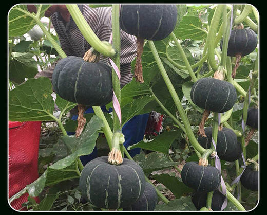 连皮都想吃正宗贝贝南瓜香甜粉糯板栗口感越放越甜