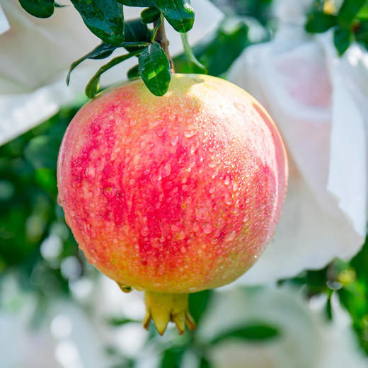 2021现摘突尼斯软籽石榴一咬就爆的“糖水小炮弹”色泽艳丽粒大多汁四川会理产地直发 商品图4