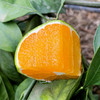 【云南蜜桔】爽口化渣清爽多汁皮薄肉厚酸酸甜甜 商品缩略图2