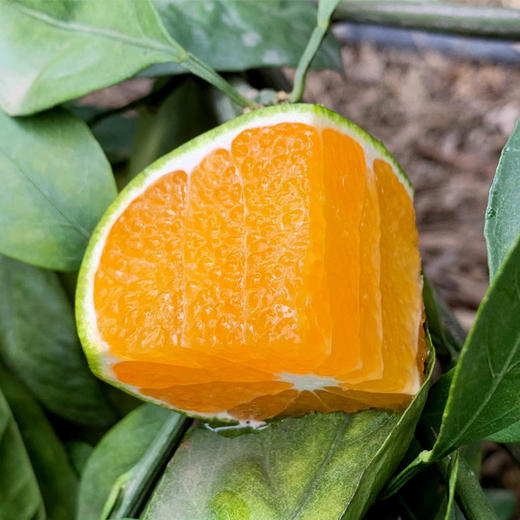 【云南蜜桔】爽口化渣清爽多汁皮薄肉厚酸酸甜甜 商品图2