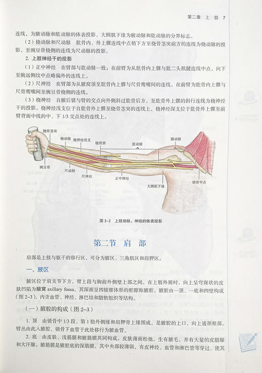 局部解剖学 全国中医药行业高等教育十四五规划教材 供针灸推拿学康复治疗学等专业用 姜国华 李义凯 新世纪第二版9787513268509 商品图4