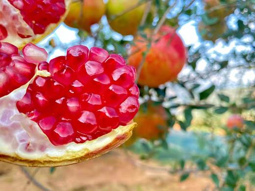 -苍山洱海好石榴，纯甜爆汁不吐籽，云南突尼斯软籽石榴-桐鲜生第六季 商品图5