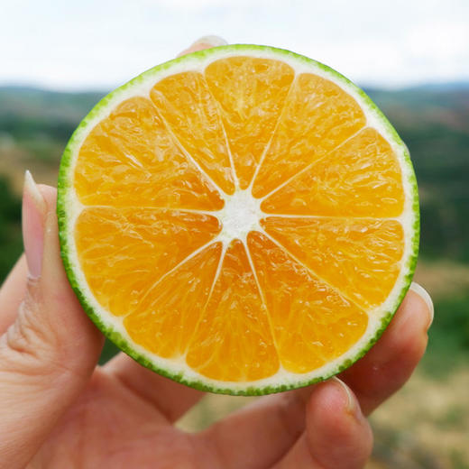 【云南蜜桔】爽口化渣清爽多汁皮薄肉厚酸酸甜甜 商品图4