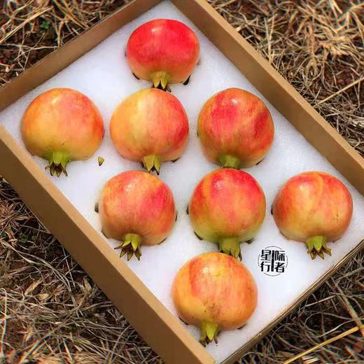 星际行者突尼斯软籽石榴 商品图3