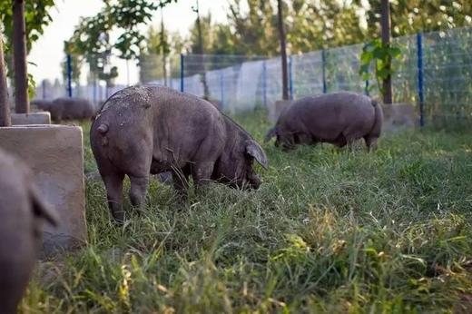 B年猪手礼 商品图0