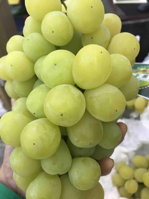 宏丰精选醉金香葡萄口感纯甜
