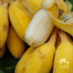 生态小个子粉蕉 | 绿家自产 * Eco-mini apple banana | Self-production