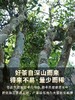 【景迈熟普+那卡生茶】景迈高端熟，一山一味标杆熟普 商品缩略图12