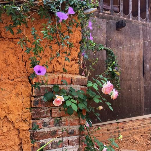 【景迈熟普+那卡生茶】景迈高端熟，一山一味标杆熟普 商品图14