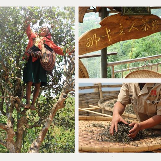 【景迈熟普+那卡生茶】景迈高端熟，一山一味标杆熟普 商品图13