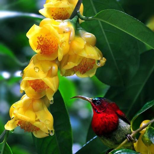 【“茶族皇后”•金花茶】“东方魔茶”“植物中的大熊猫”广西防城港金花茶长寿茶养护血管清理自由基 商品图4