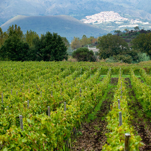 葛瑞茜埃特纳火山菲多美索红葡萄酒 Graci Etna Rosso Feudo di Mezzo 2018 商品图3