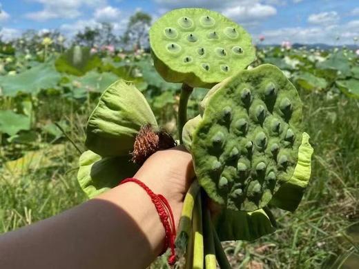 自然农法白莲子 350克 商品图3