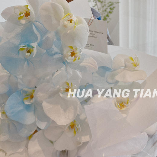 碎冰蓝  蝴蝶兰 · 花束 商品图1