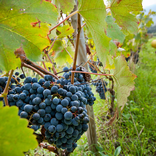 葛瑞茜埃特纳火山阿库里亚红葡萄酒 Graci Etna Rosso DOC Arcuria 2018 商品图2