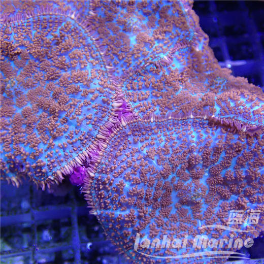 红叭菇 商品图2