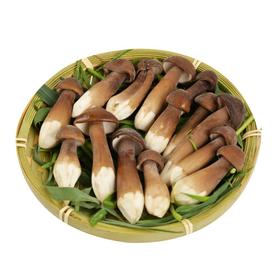 黑皮鸡枞菌 新鲜 约100g/份