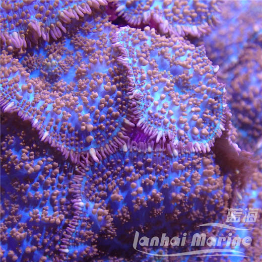 红叭菇 商品图5