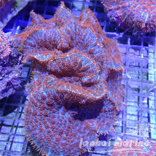 红叭菇 商品图1