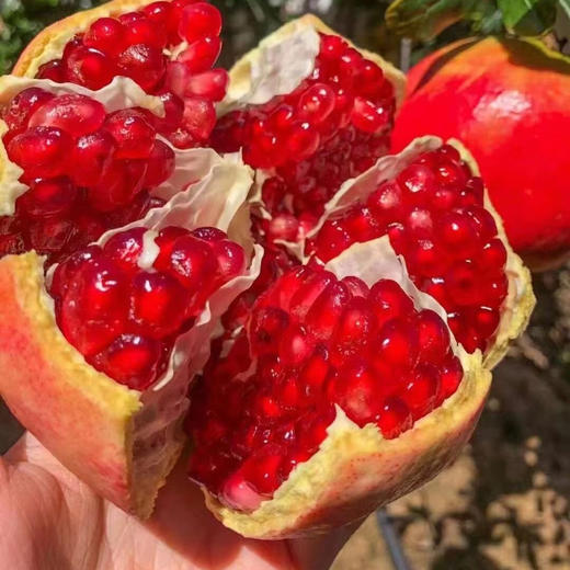 【科果突尼斯软籽石榴】9头/礼盒，被誉为可以吃的雅诗兰黛 商品图1