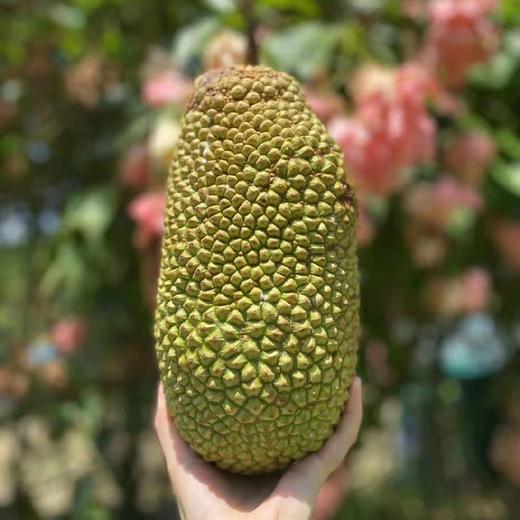 榴莲蜜  糯蜜包  第三代榴莲蜜 商品图4