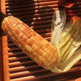 云南版纳香糯小玉米 软糯