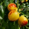 山西 牛奶冬枣 商品缩略图1