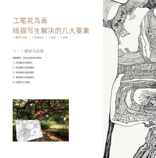 版纳春深——郭子良西双版纳植物写生线描精选——福建美术出版社 商品图1