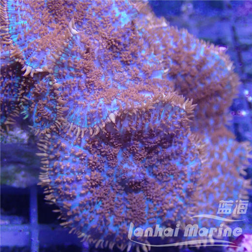 红叭菇 商品图6