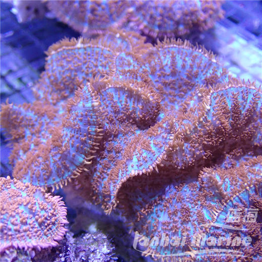 红叭菇 商品图3