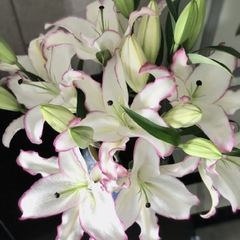 三头唇彩百合5支上色不稳冷链包邮